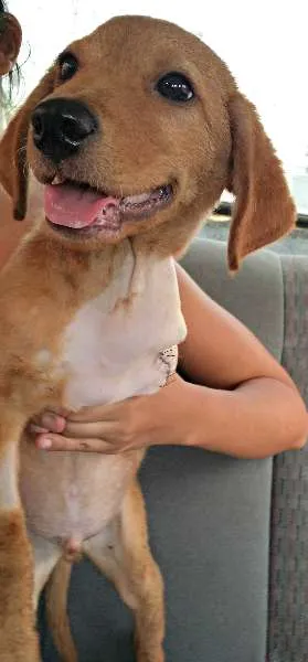 Cachorro ra a SRD idade 2 a 6 meses nome Melo