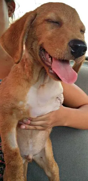 Cachorro ra a SRD idade 2 a 6 meses nome Melo