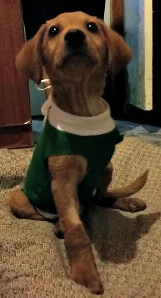Cachorro ra a SRD idade 2 a 6 meses nome Melo