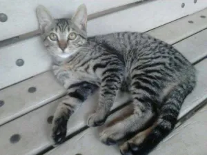 Gato raça SRD idade 2 a 6 meses nome Sem nome ainda