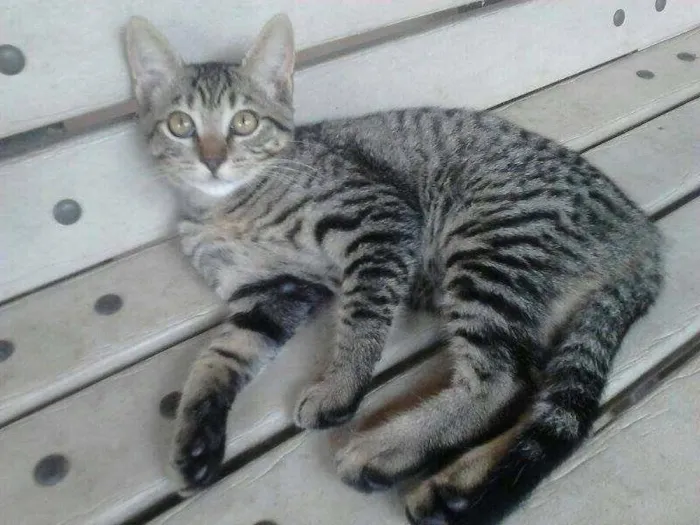 Gato ra a SRD idade 2 a 6 meses nome Sem nome ainda