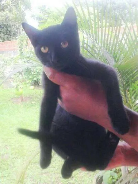 Gato ra a SRD idade 2 a 6 meses nome Sem nome ainda