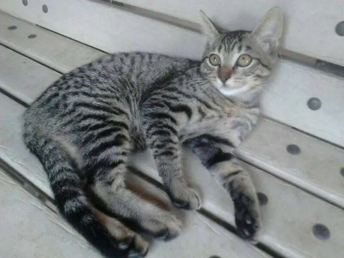 Gato ra a SRD idade 2 a 6 meses nome Sem nome ainda