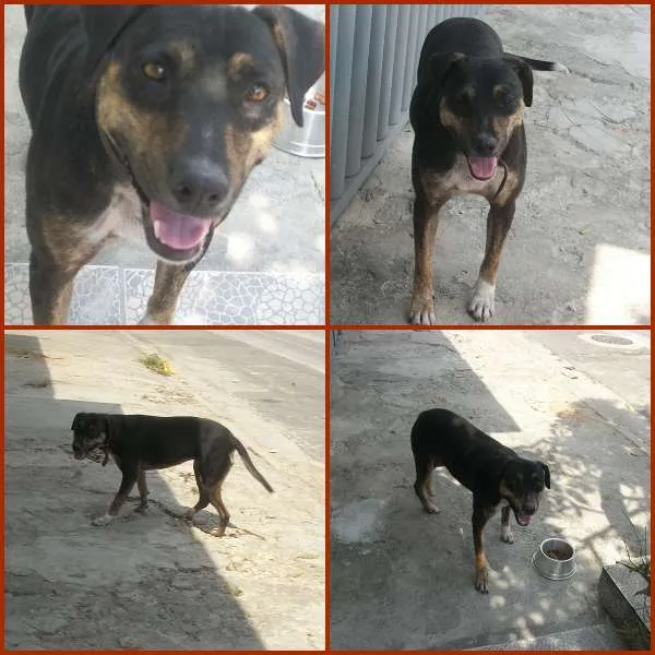 Cachorro ra a SRD idade 2 anos nome LASSIE
