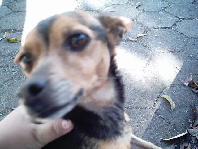 Cachorro ra a Fox Paulistinha idade 6 ou mais anos nome Minie GRATIFICA