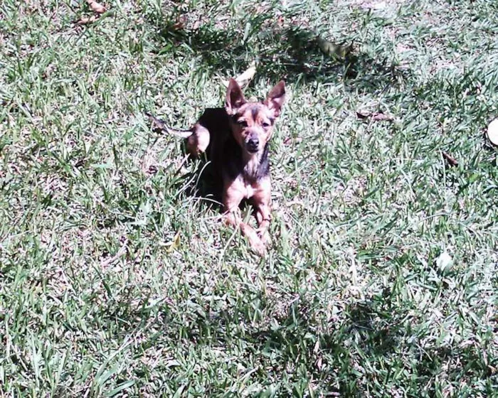 Cachorro ra a Fox Paulistinha idade 6 ou mais anos nome Minie GRATIFICA