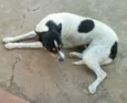 Branquinha