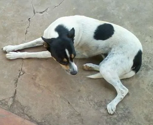 Cachorro ra a SRD idade 4 anos nome Branquinha