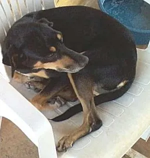 Cachorro raça SRD idade 4 anos nome Neguinha