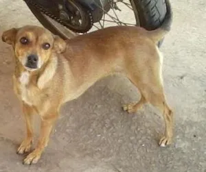 Cachorro raça SRD idade 4 anos nome Mel