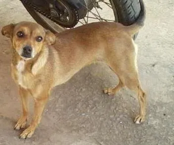 Cachorro ra a SRD idade 4 anos nome Mel