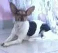 Cachorro ra a Pinscher idade 3 anos nome chimbica