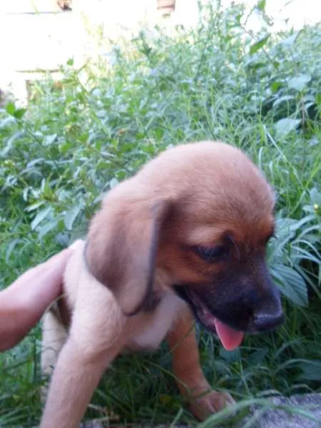 Cachorro ra a Vira Lata idade Abaixo de 2 meses nome Cappucino