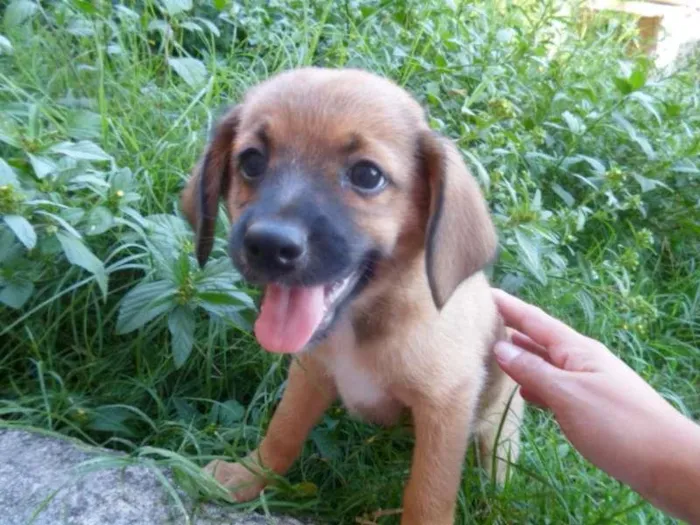 Cachorro ra a Vira Lata idade Abaixo de 2 meses nome Cappucino