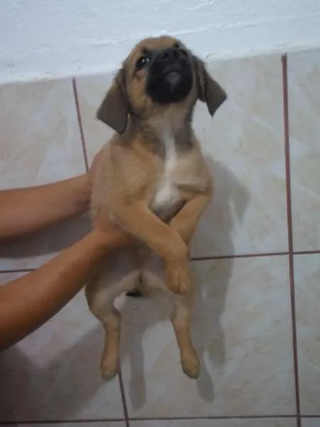 Cachorro ra a Vira Lata idade Abaixo de 2 meses nome Cappucino