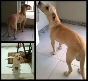 Cachorro raça SRD idade 1 ano nome Penny