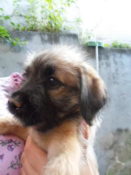Cachorro ra a vira-lata idade 2 a 6 meses nome Bela
