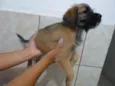 Bela
