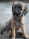 Bela