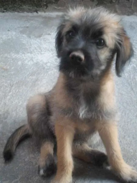 Cachorro ra a vira-lata idade 2 a 6 meses nome Bela