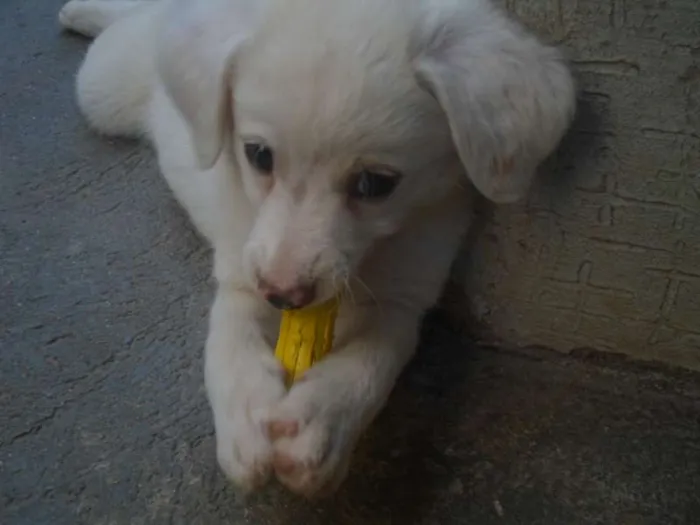 Cachorro ra a vira-lata idade Abaixo de 2 meses nome Sem nome definido