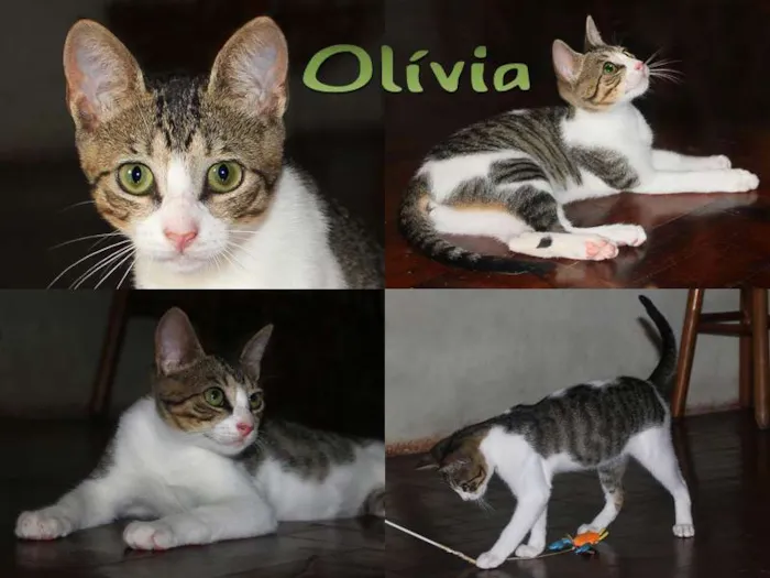 Gato ra a SRD idade nome Olivia