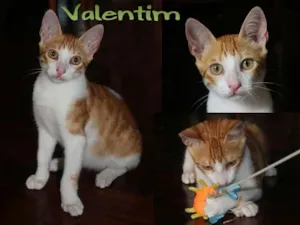 Gato raça SRD idade  nome Valentin