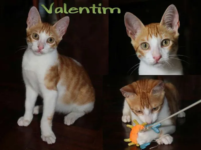 Gato ra a SRD idade nome Valentin