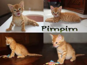 Gato raça SRD idade  nome Pimpim