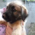 Bela