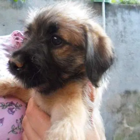 Cachorro ra a vira-lata idade 2 a 6 meses nome Bela
