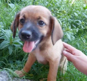Cachorro raça Vira Lata idade Abaixo de 2 meses nome Cappucino