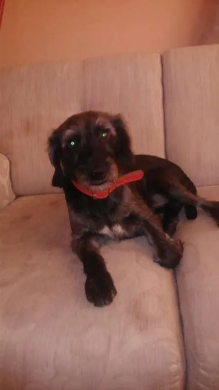 Cachorro ra a vira lata idade 3 anos nome bob
