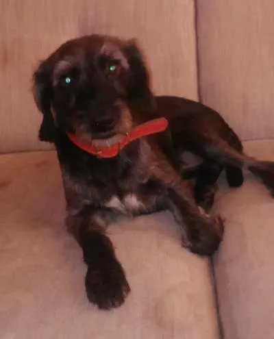 Cachorro ra a vira lata idade 3 anos nome bob