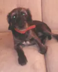 bob