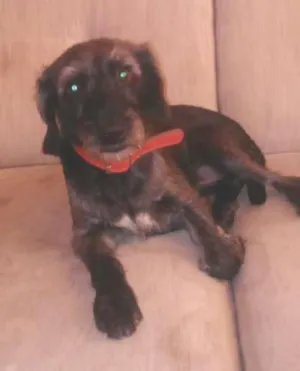 Cachorro raça vira lata idade 3 anos nome bob