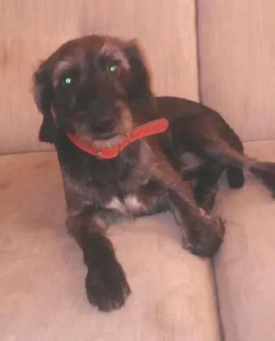 Cachorro ra a vira lata idade 3 anos nome bob