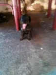 ADOTE