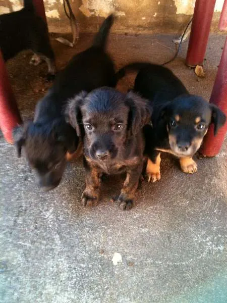 Cachorro ra a VIRALATA idade Abaixo de 2 meses nome ADOTE