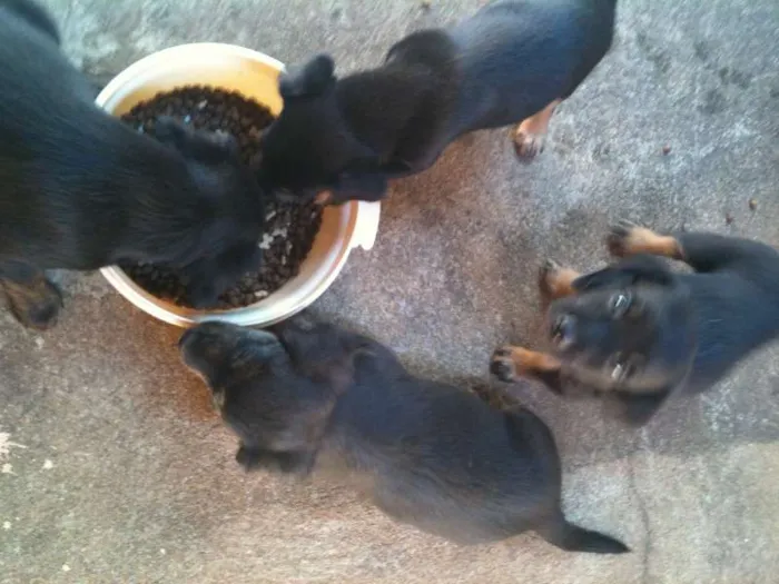 Cachorro ra a VIRALATA idade Abaixo de 2 meses nome ADOTE