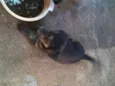 ADOTE