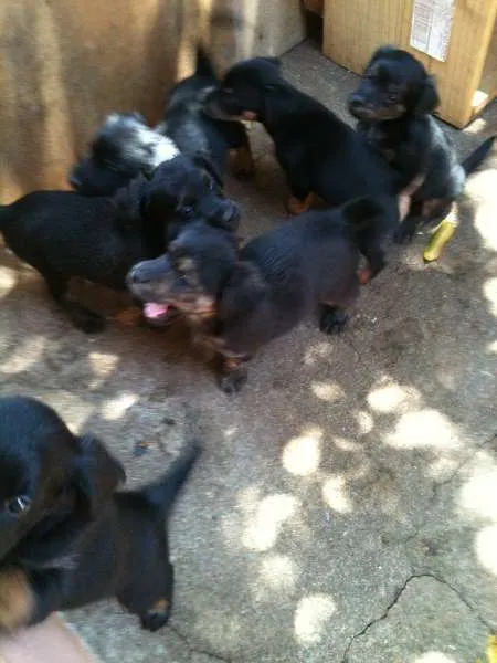 Cachorro ra a VIRALATA idade Abaixo de 2 meses nome ADOTE