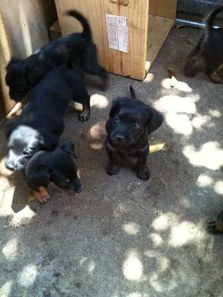 Cachorro ra a VIRALATA idade Abaixo de 2 meses nome ADOTE