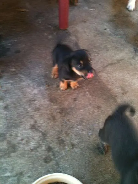 Cachorro ra a VIRALATA idade Abaixo de 2 meses nome ADOTE