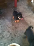 ADOTE