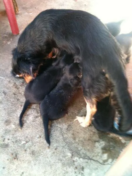 Cachorro ra a VIRALATA idade Abaixo de 2 meses nome ADOTE
