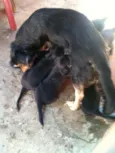 ADOTE