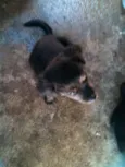ADOTE
