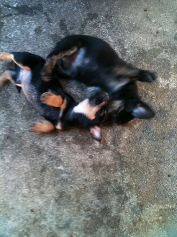 Cachorro ra a VIRALATA idade Abaixo de 2 meses nome ADOTE