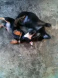 ADOTE